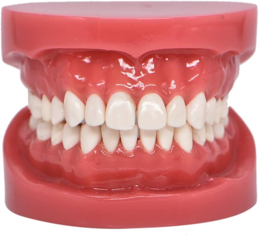 Amazon.co.jp: RZJZGZ 歯列模型 説明 教学 歯科インプラント 上下顎